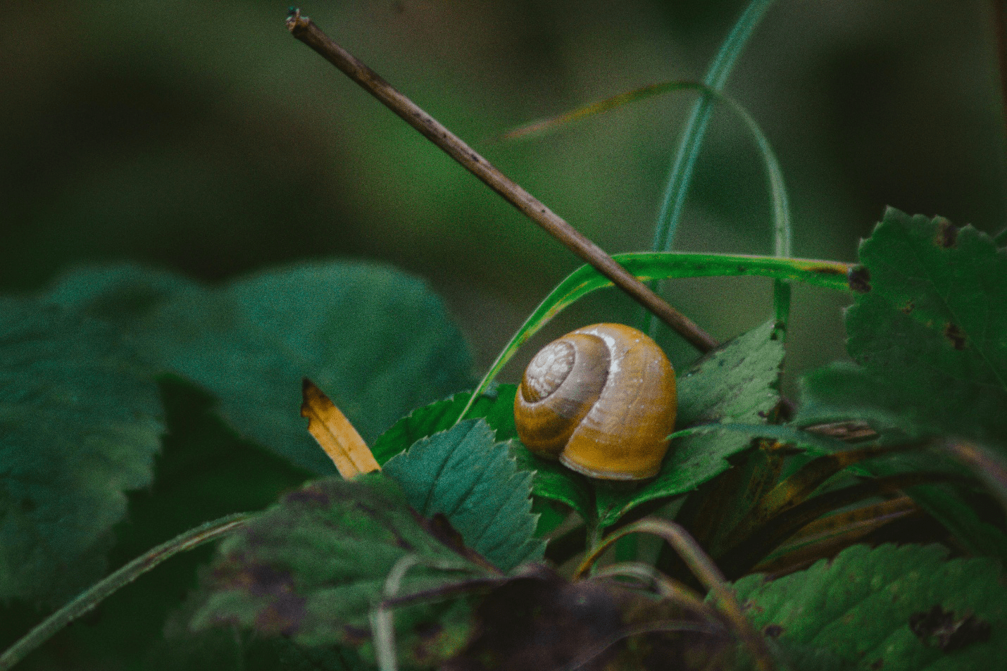 Snail on a leaf