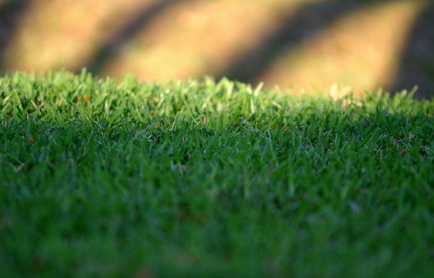 Green fresh lawn
