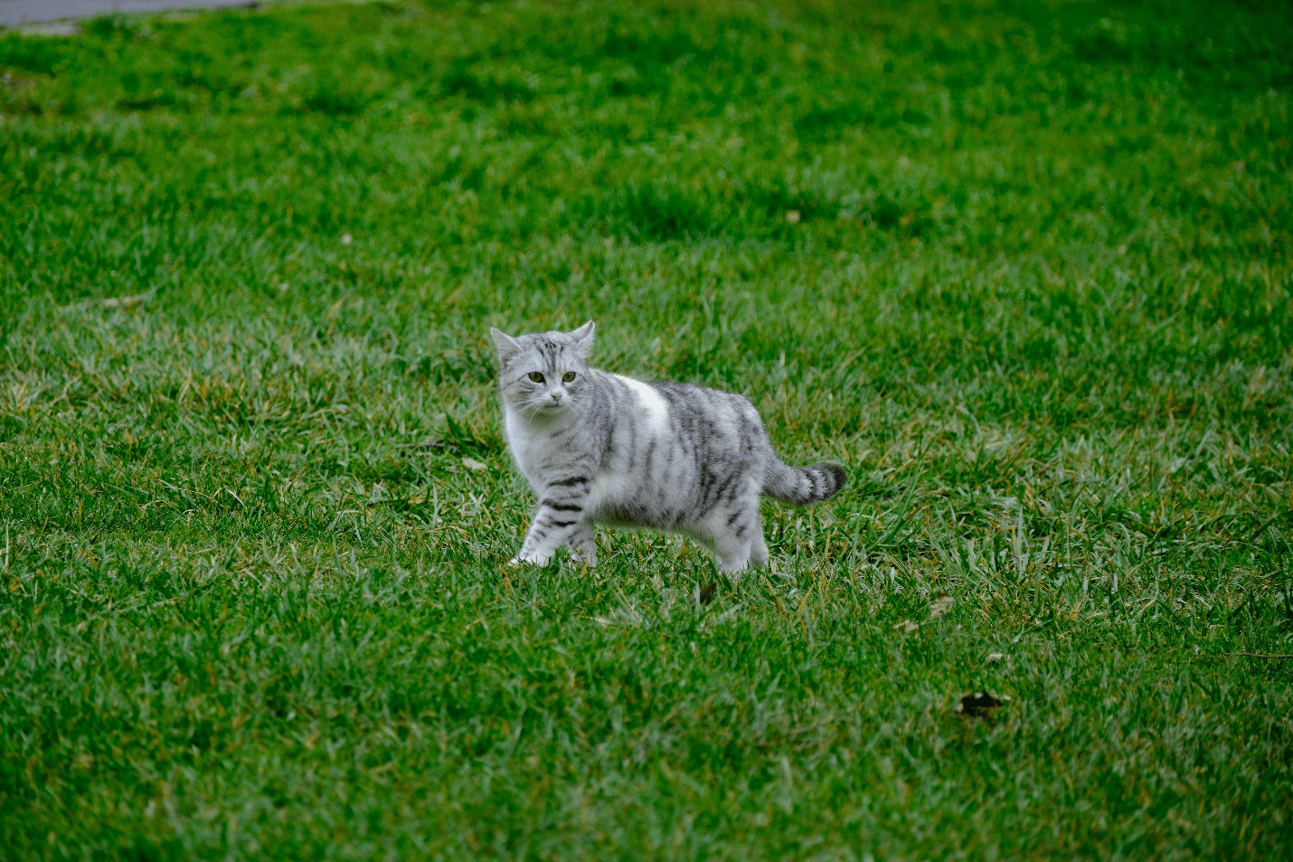 Cat playing in ground