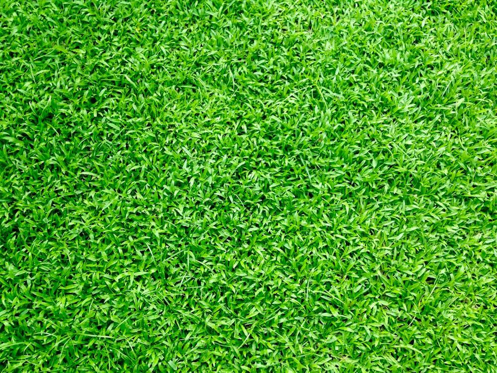  Professional lawn care services in Michigan use targeted treatments to eliminate pests and restore lawn health.