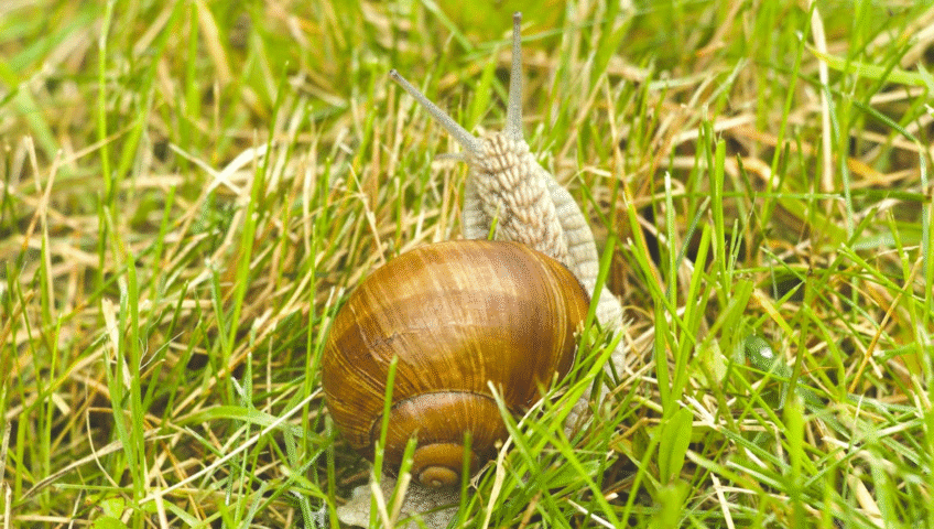 Snail on grass