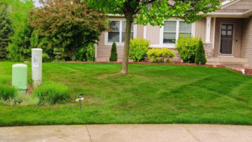 Person planting a seedling in soil