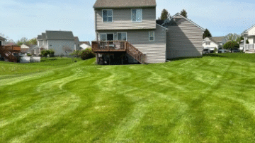 Lawn showing visible mowing tracks.