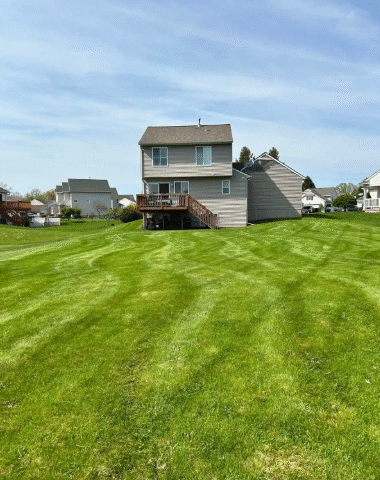 Lawn showing visible mowing tracks.