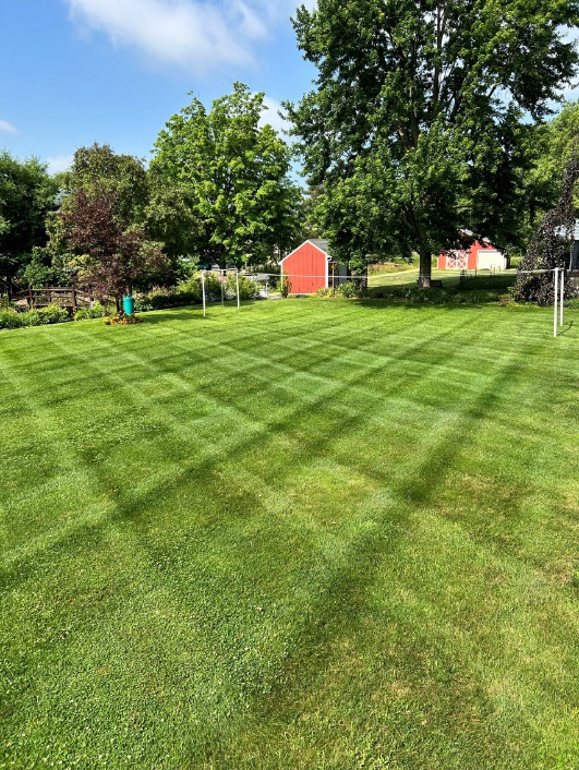 Freshly mowed grass