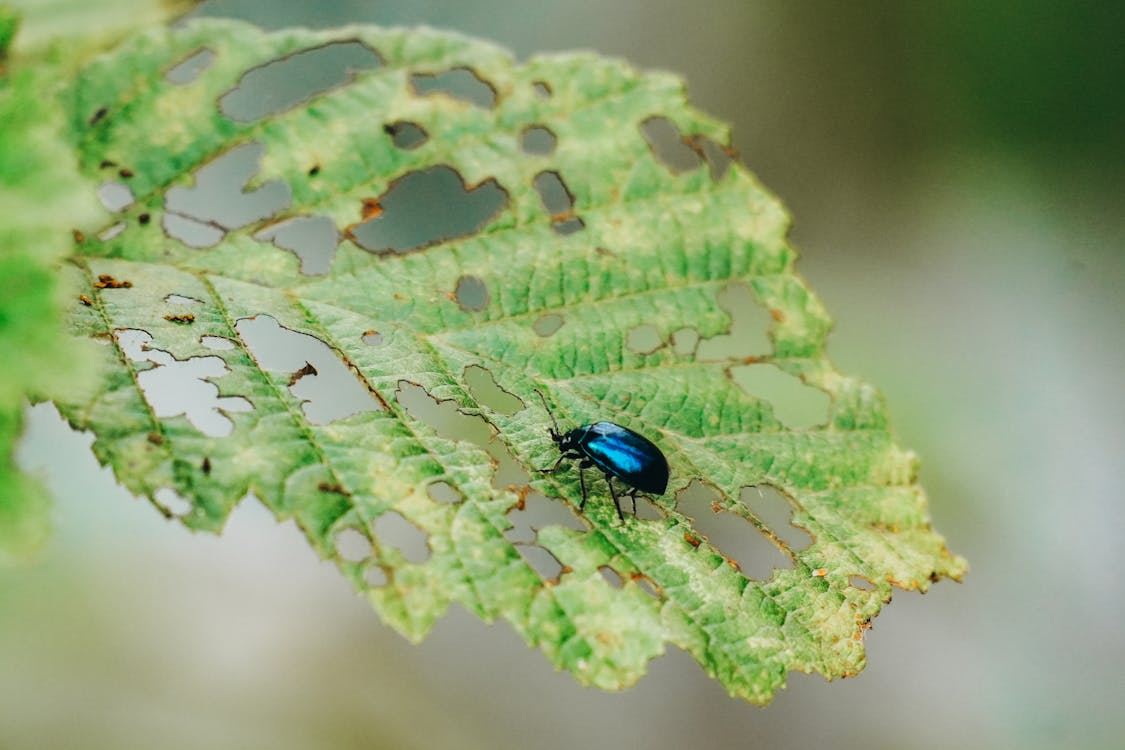 A close view of a green leaf with a beetle on it