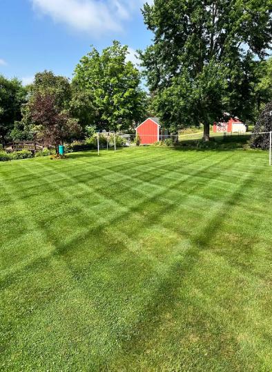 A backyard lawn with crisscross mowing stripes surrounded by leafy trees and a small red shed in back.