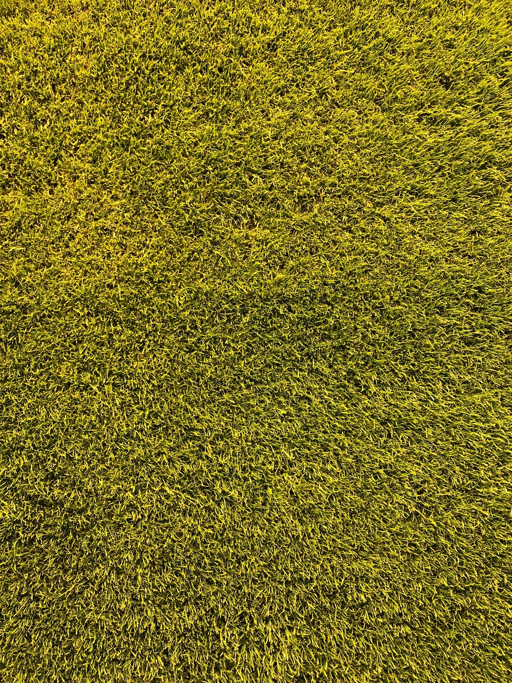 Yellowing or thinning turf is often the first sign of a problem.